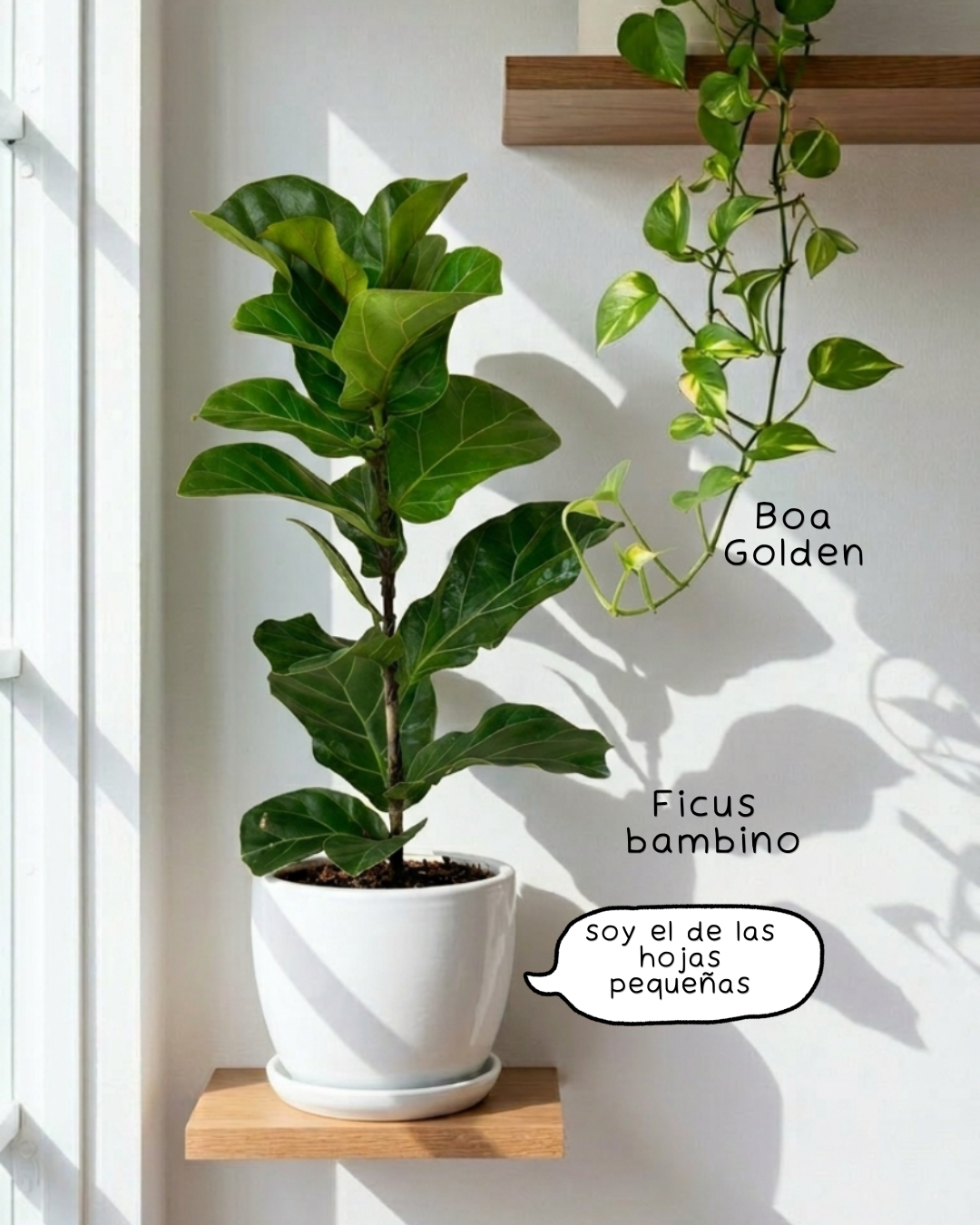 Ficus Lyrata Bambino