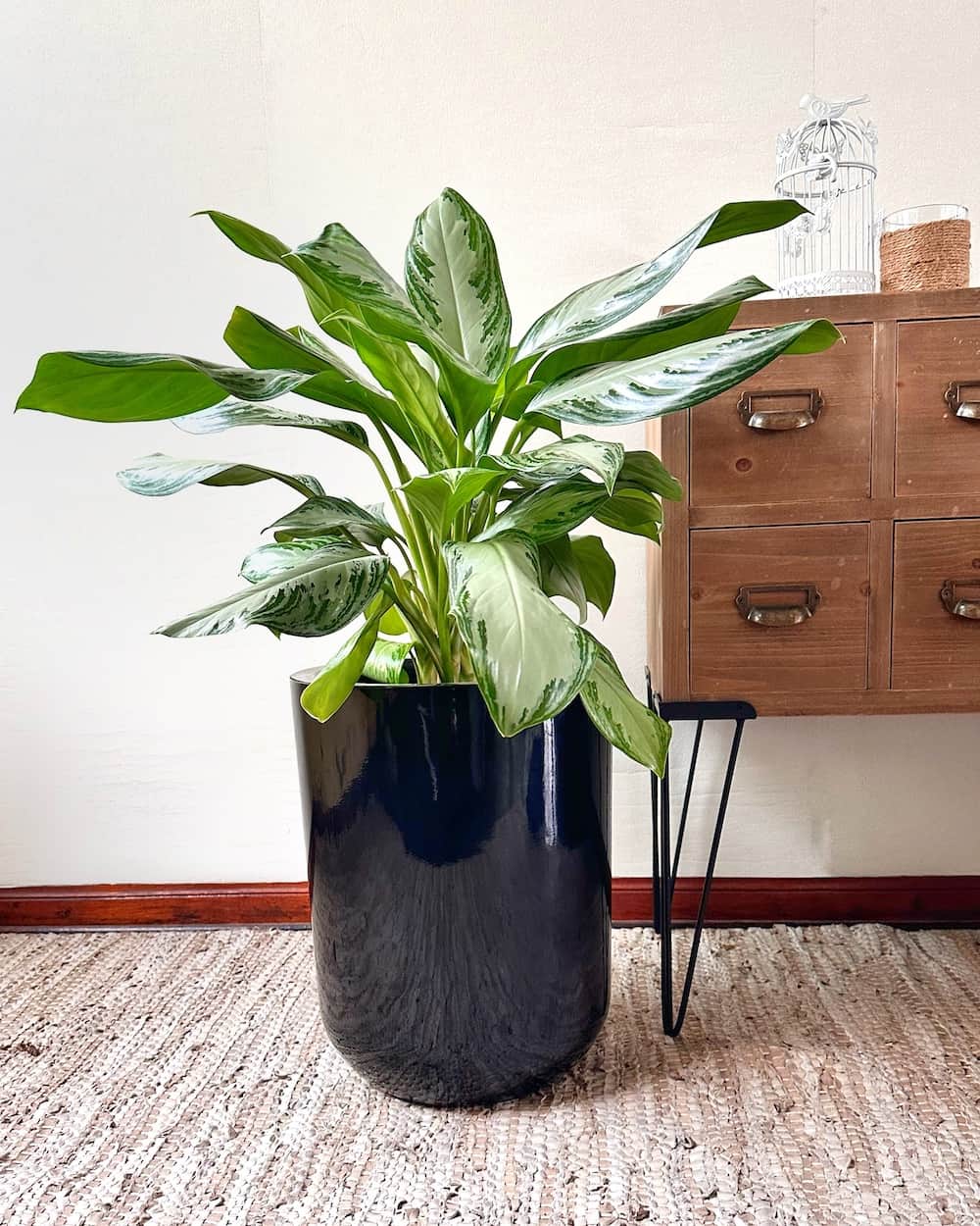 planta aglaonema es de interior o exterior Aglaonema Pattaya – Mi Jardín
