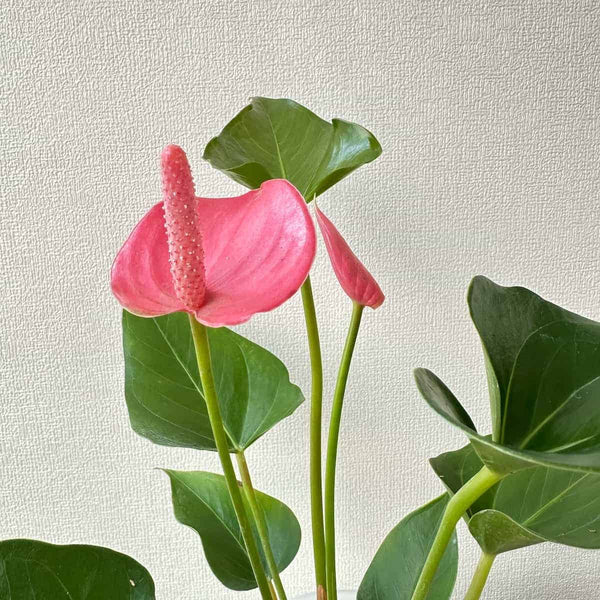 Anturio Rosa - La flor del amor