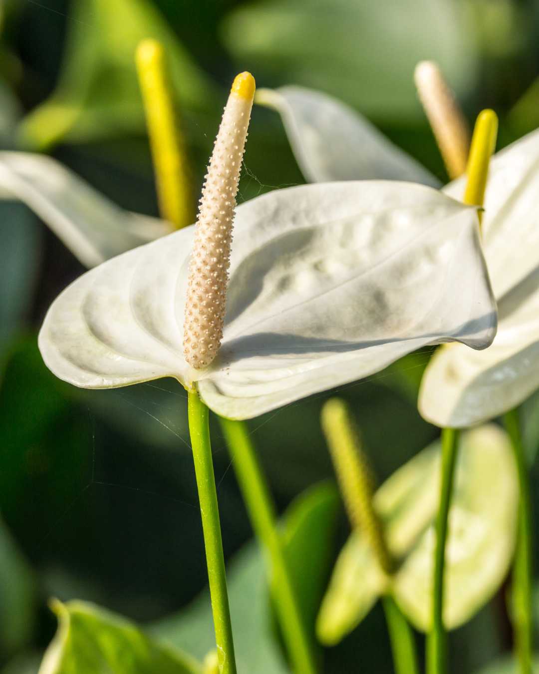 Anturio Blanco | Planta con flores – Mi Jardín