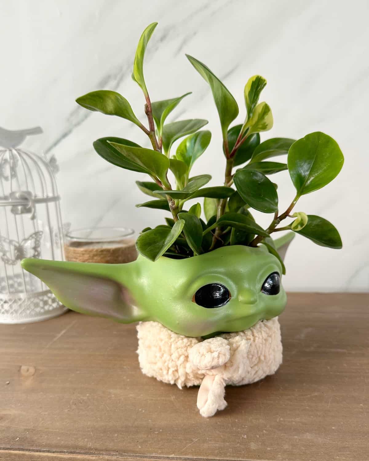 Maceta Baby Yoda Din Grogu con Peperomia - Star Wars