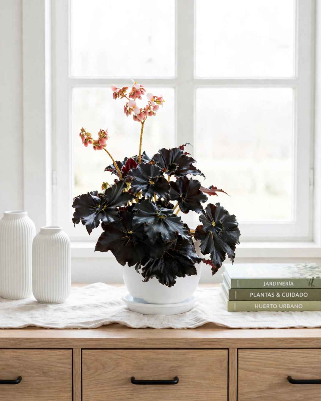 Begonia Black Velvet