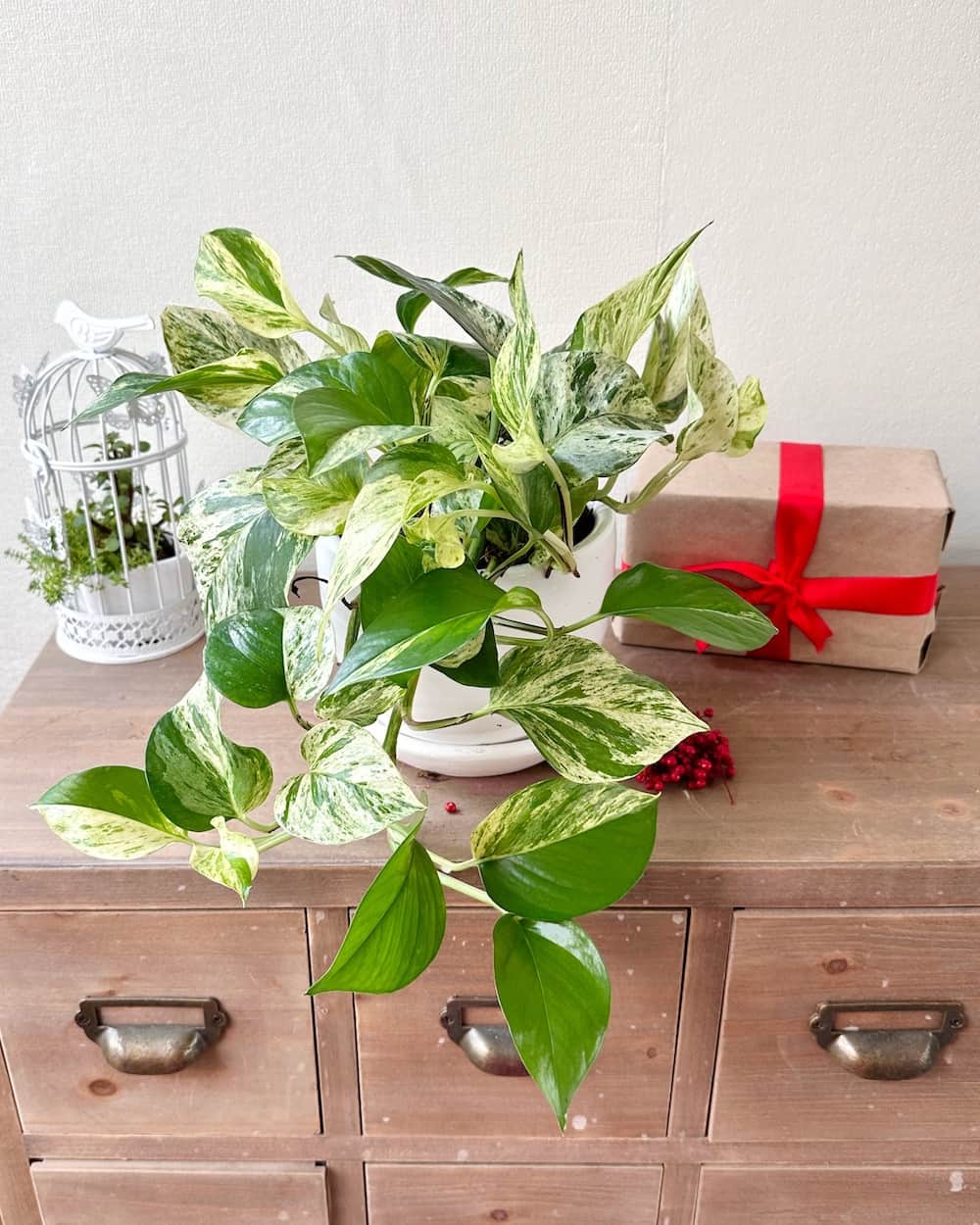 Boa Marble Queen - Planta Colgante
