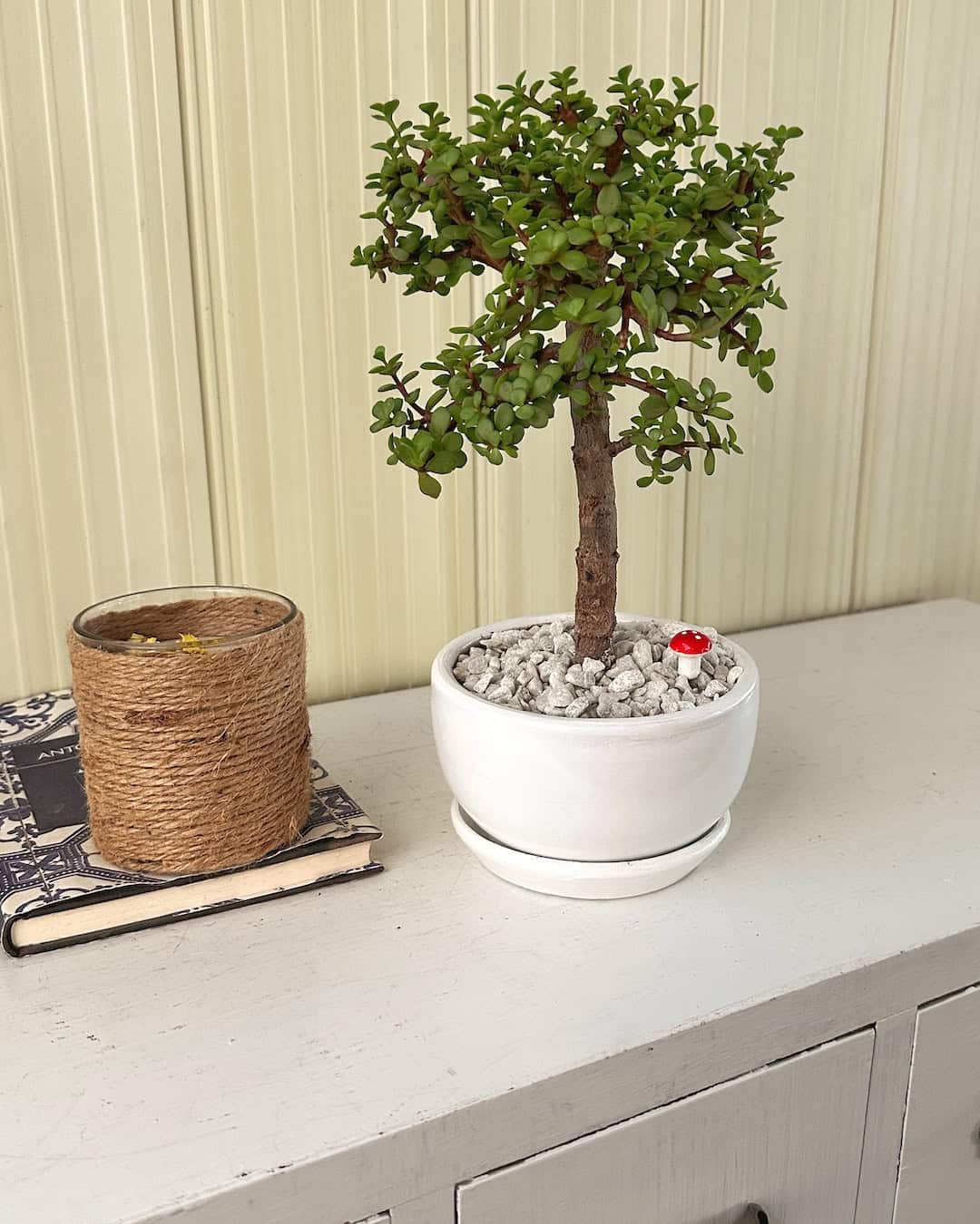 Bonsai abundancia - portulacaria