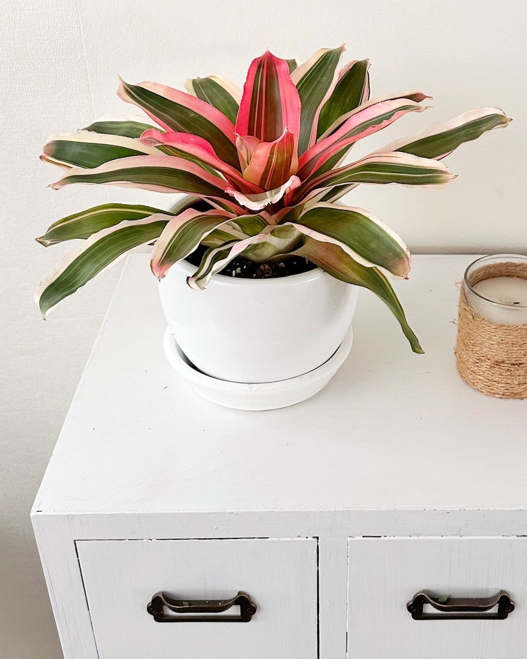 Bromelia Tricolor Rojo