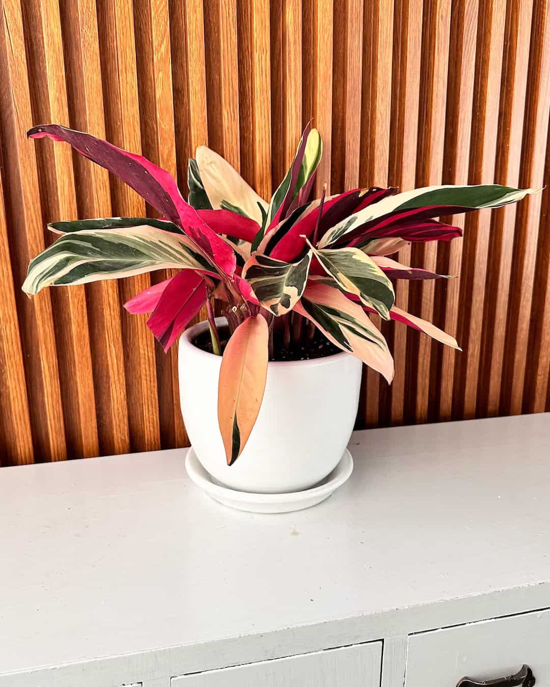 Calathea Triostar - Pet friendly