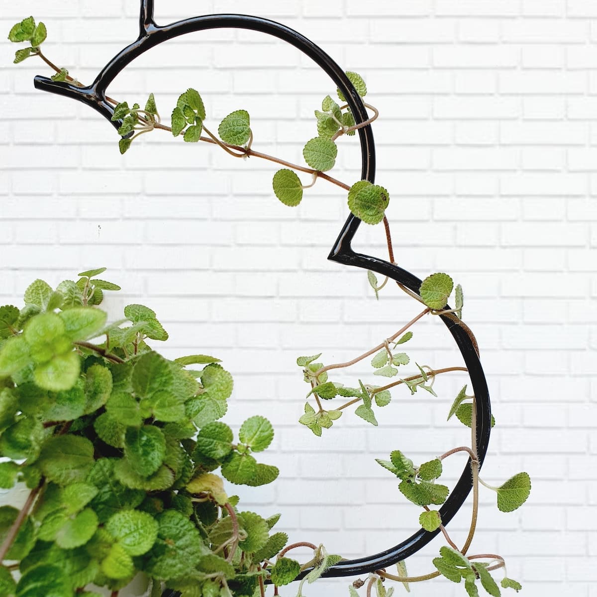 Colgador nube con planta colgante