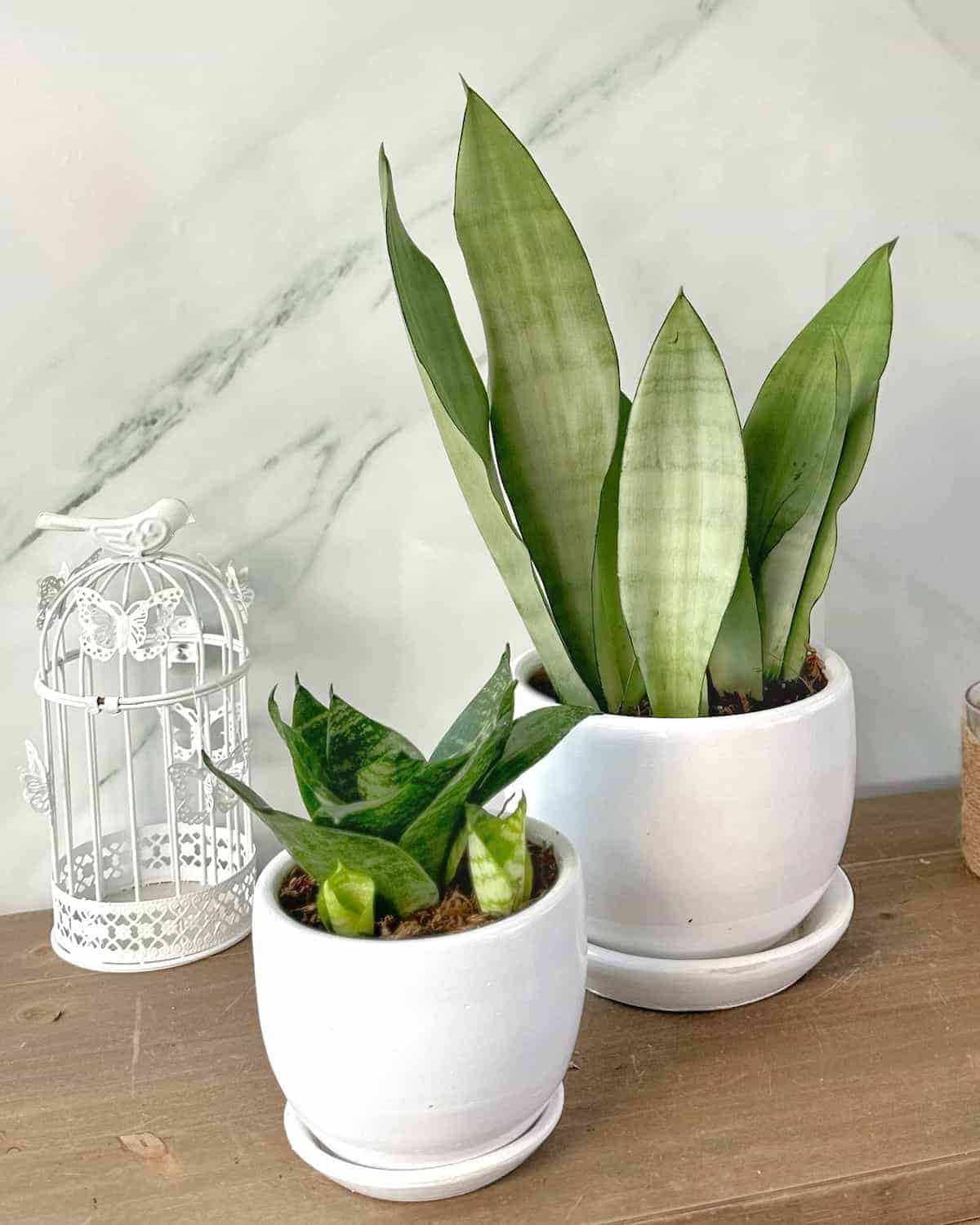 Duo Sansevieria