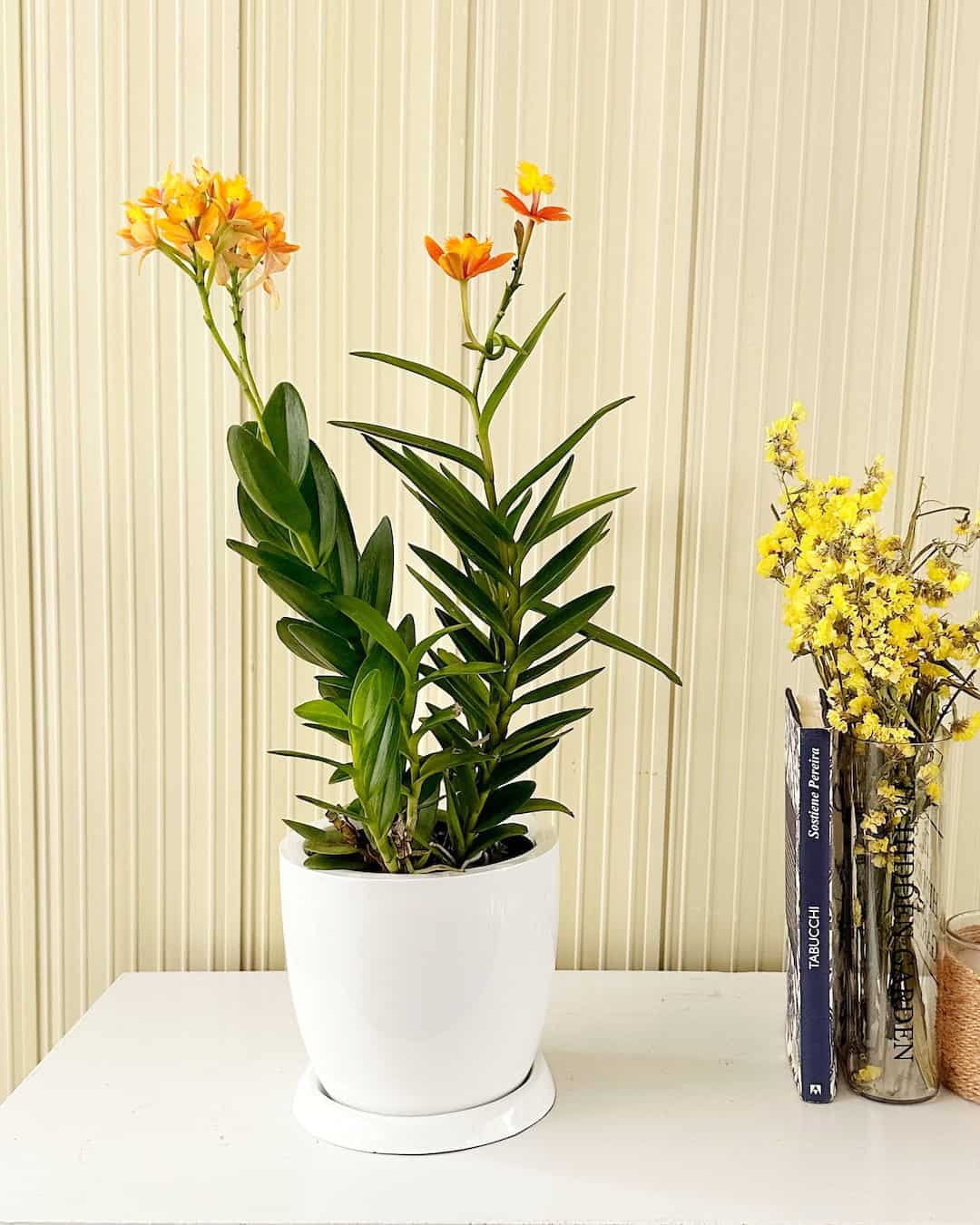 Orquídea Epidendrum Orquídea de sol