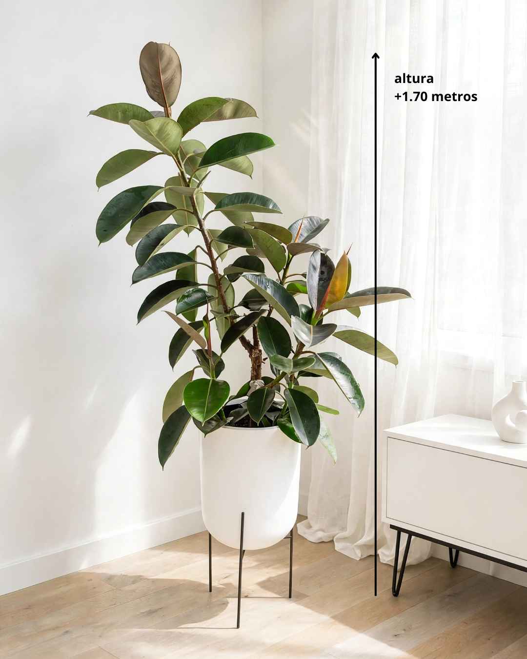 Ficus Elastica en maceta fibra de vidrio y pedestal