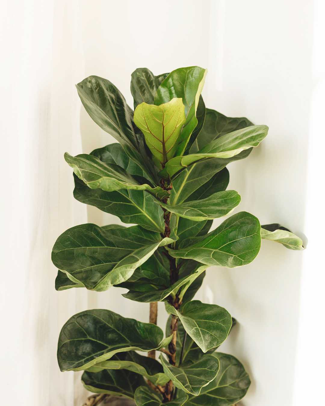 Ficus Lyrata Bambino