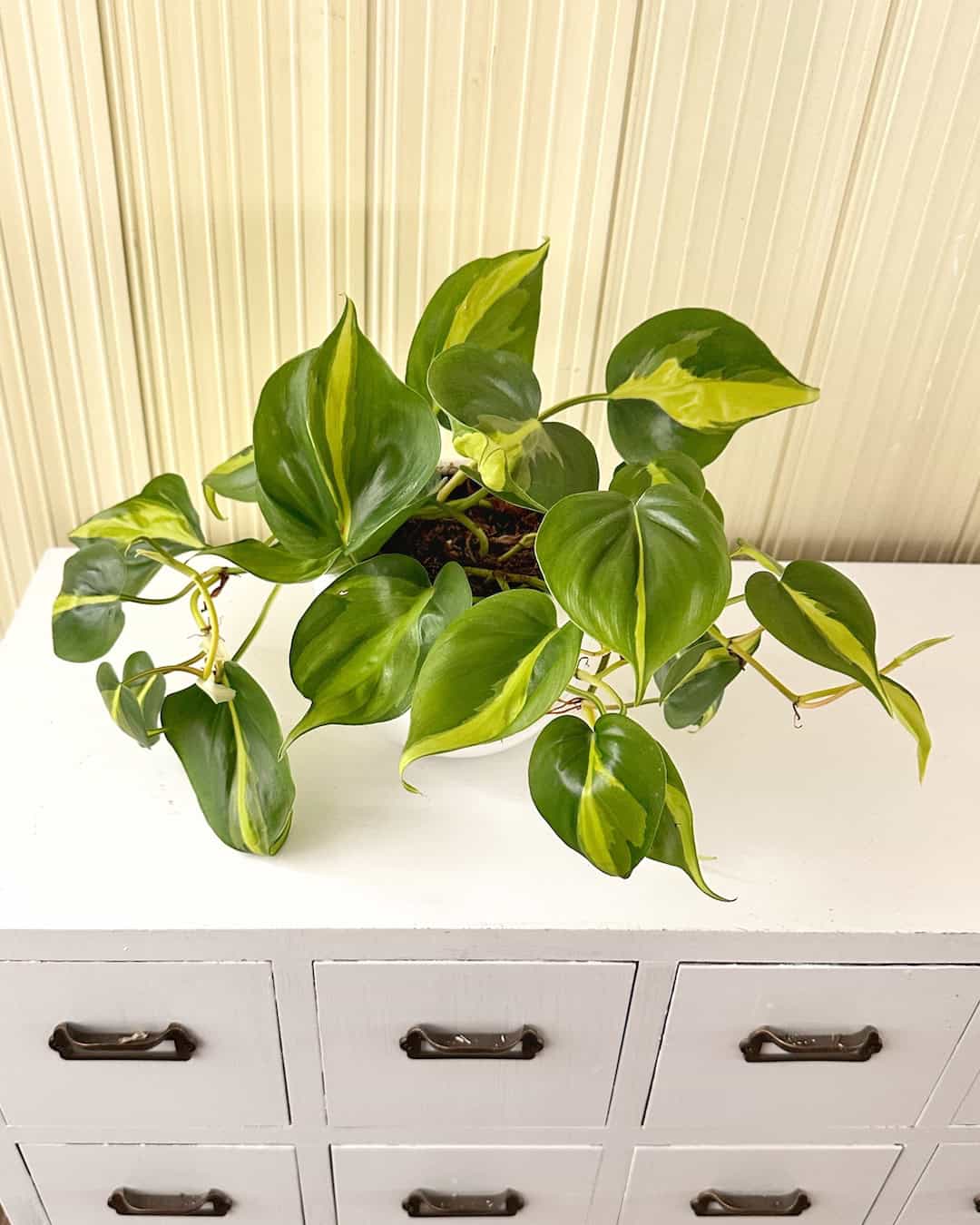 Filodendro Brasil - planta colgante