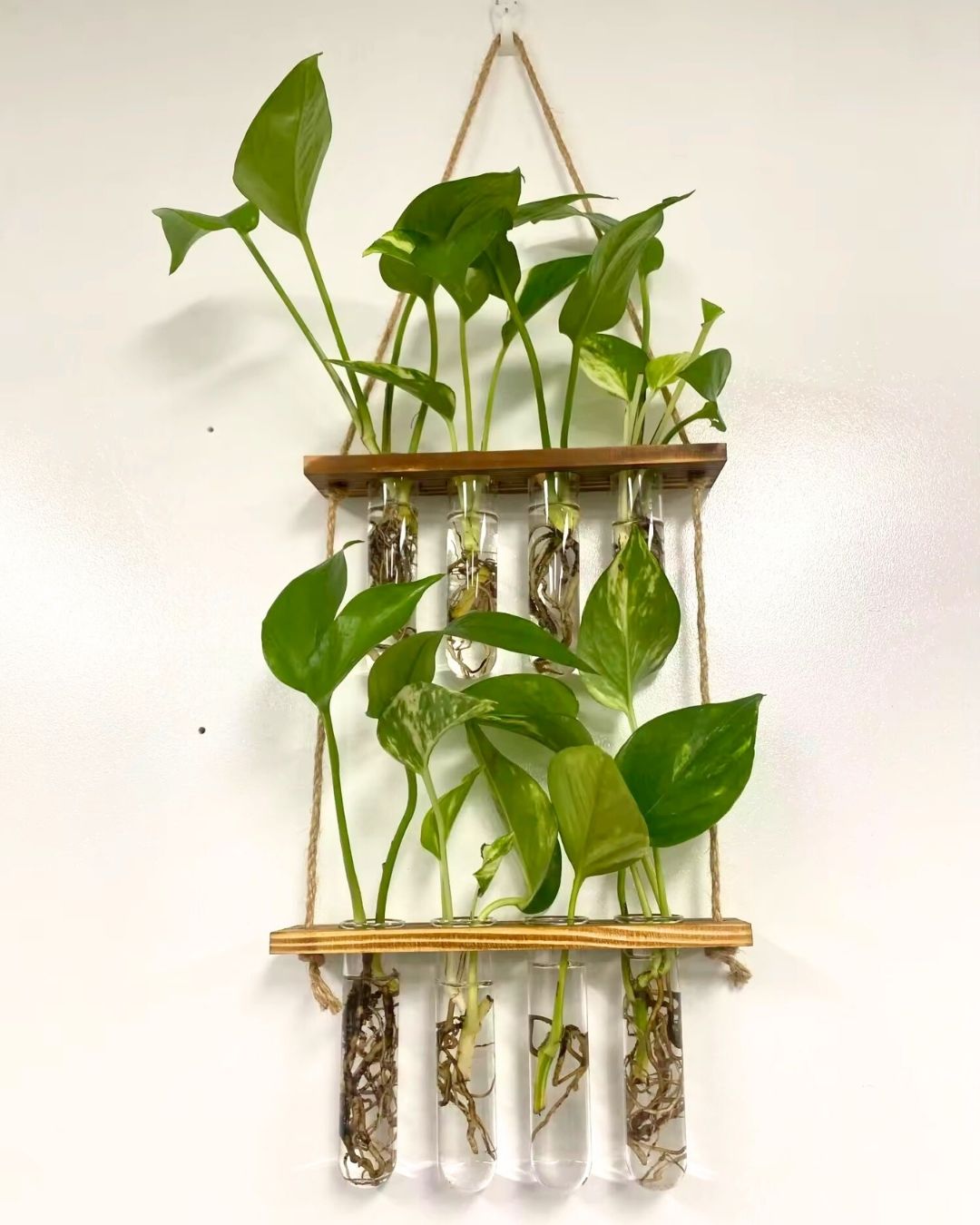 Hidroterrario Roma para colgar en pared - propagación de plantas