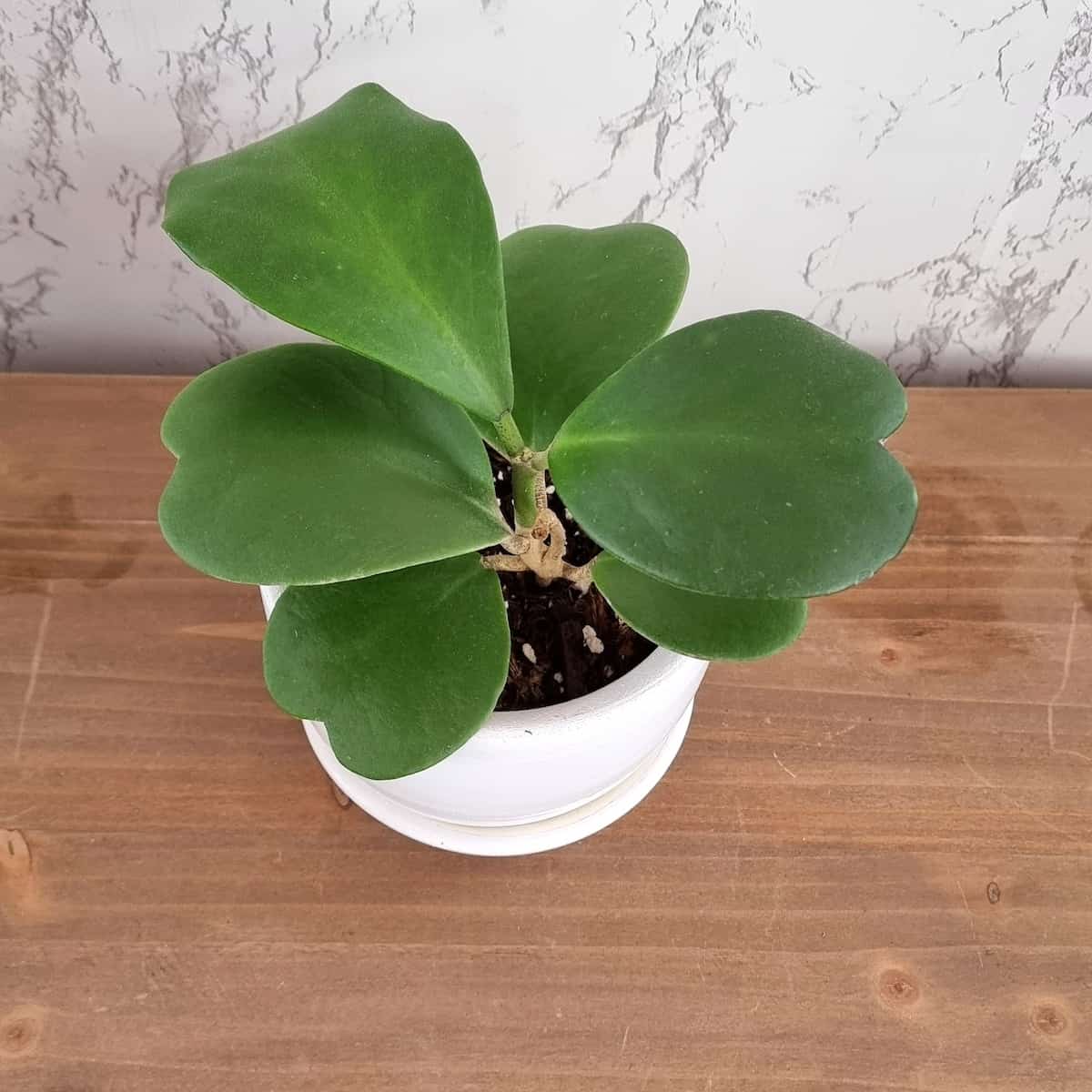 Hoya Kerrii planta corazón