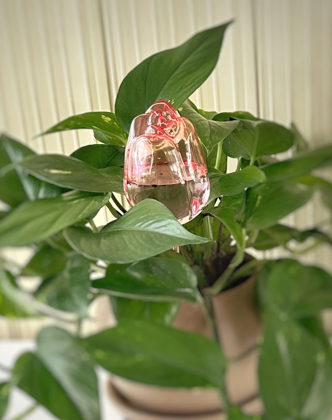 Globo de riego Tulipan - 4 unidades