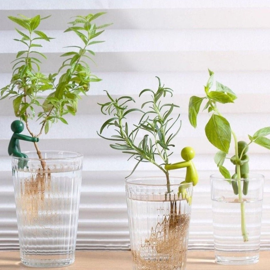 Soporte para plantas y esquejes