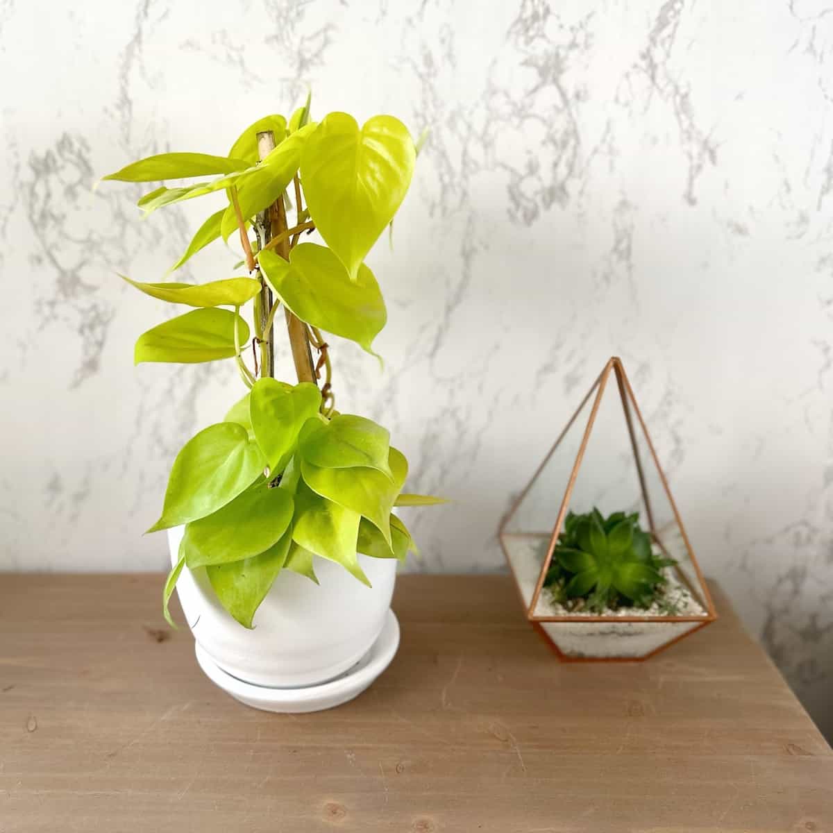 Filodendro Neon - planta colgante