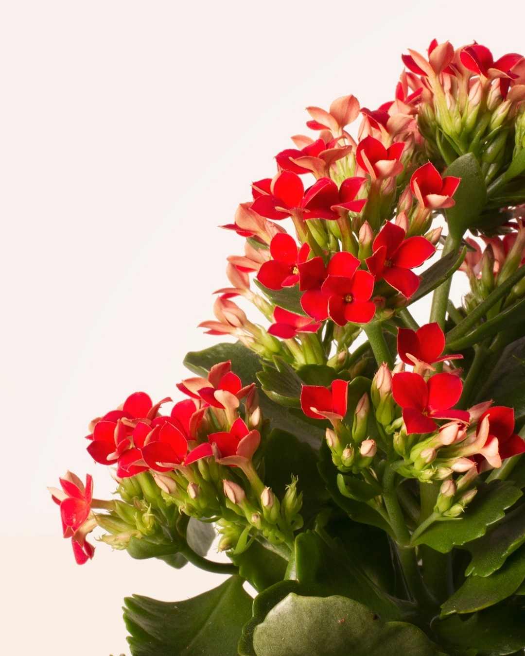 Kalanchoe Rojo – Flor de la Fortuna