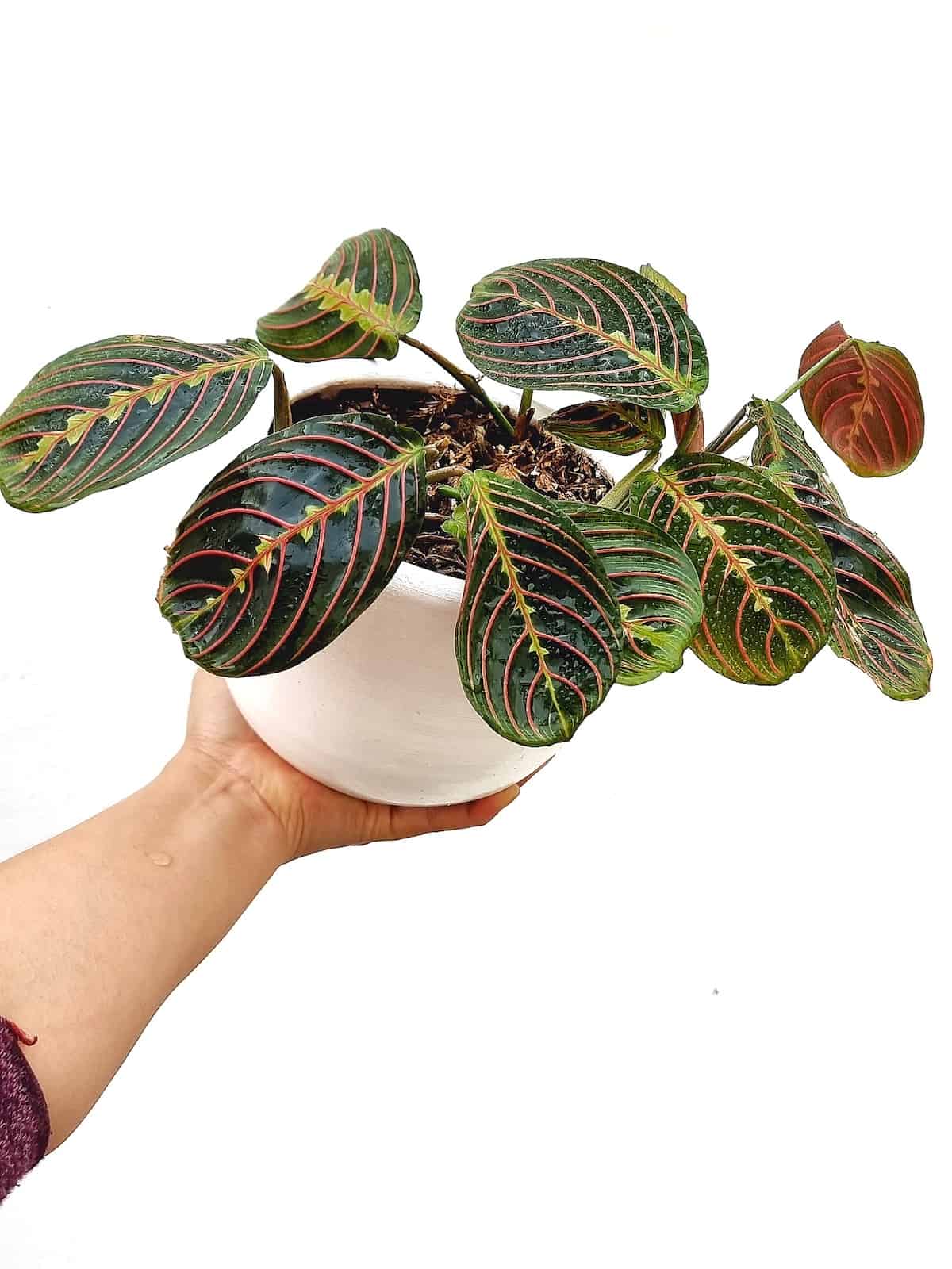 Maranta Leuconera Tricolor