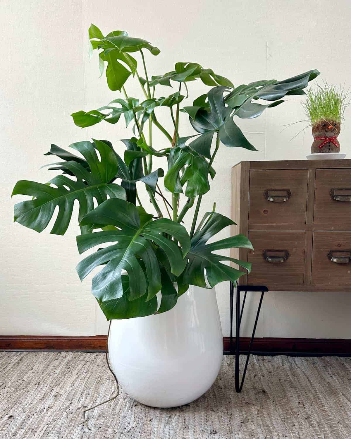 maceta para monstera deliciosa Monstera Deliciosa en Maceta Fibra de vidrio