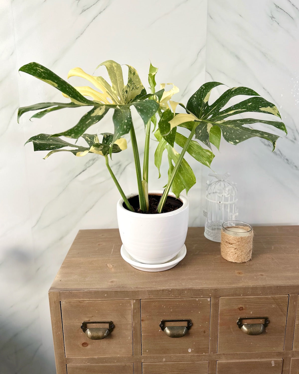Monstera variegada Thai