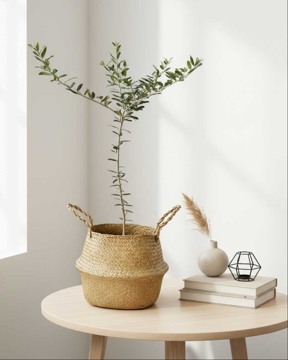 Árbol de Olivo Petit