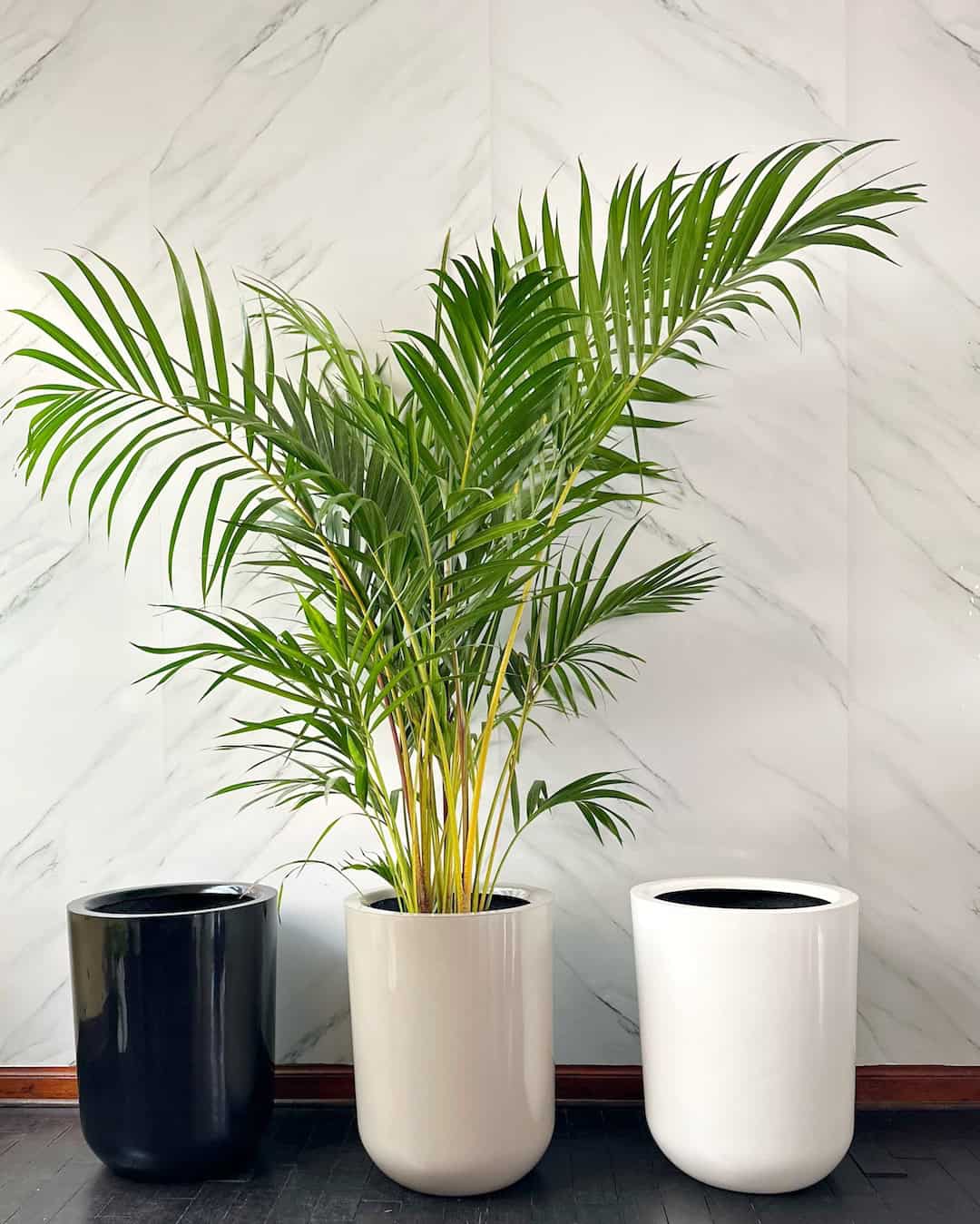 Palmera Hawaiana