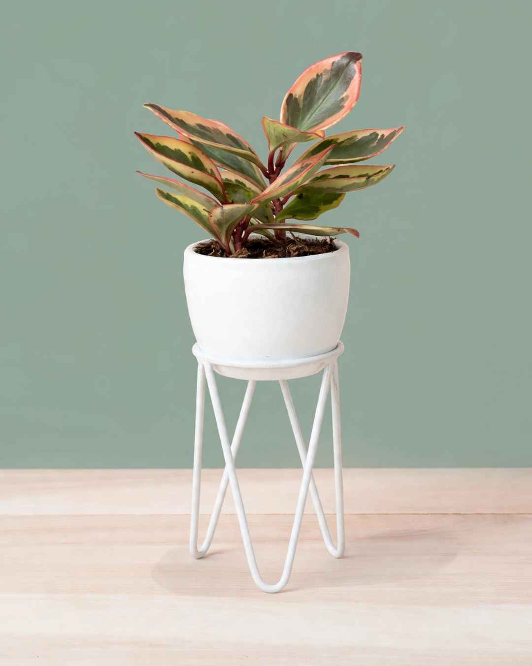 Pedestal Petit con planta peperomia tricolor