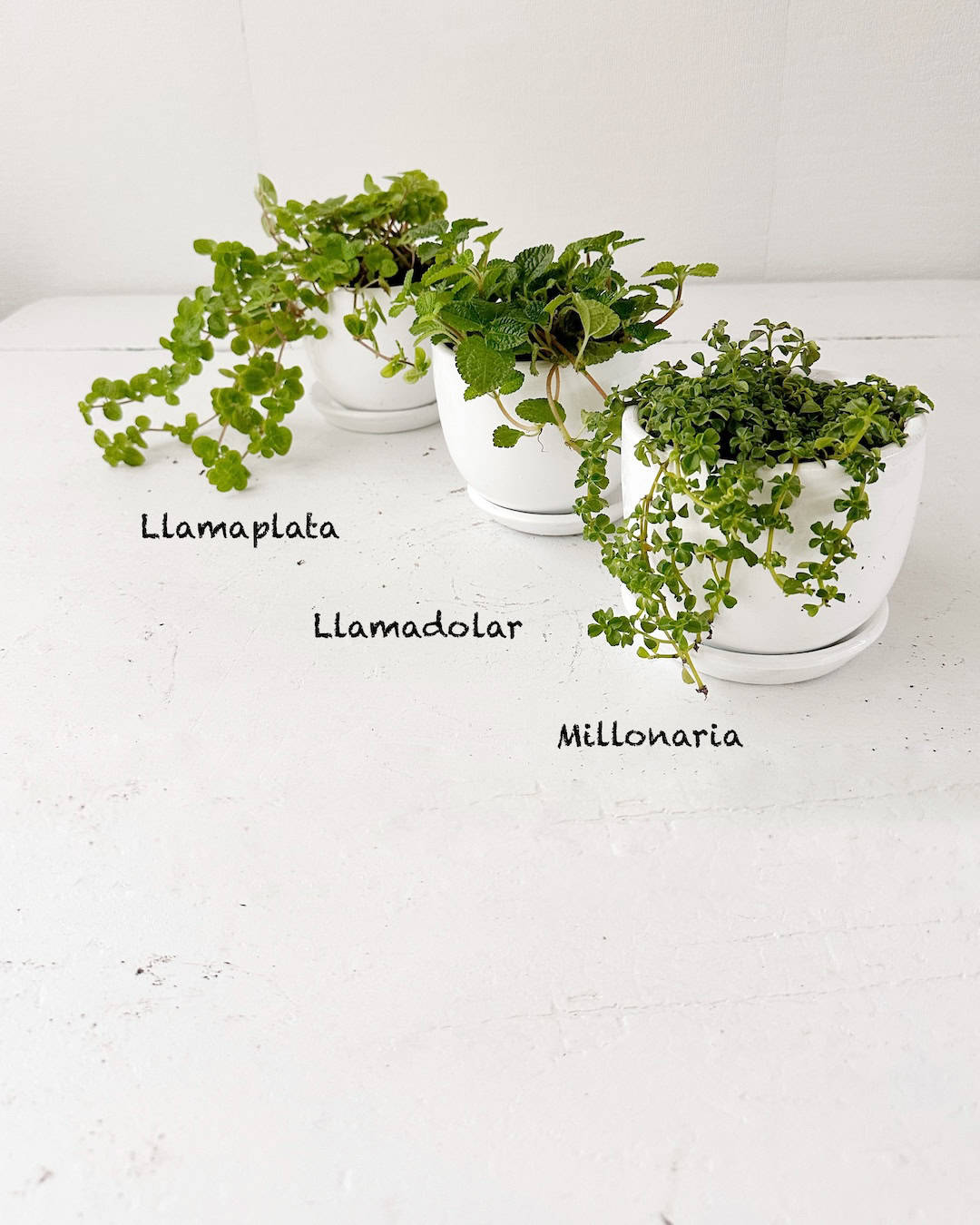 Set Plantas del dinero
