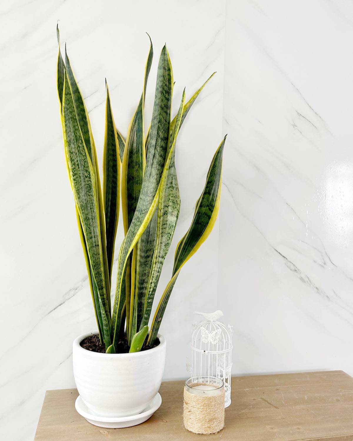 Pack de 3 Sansevieria