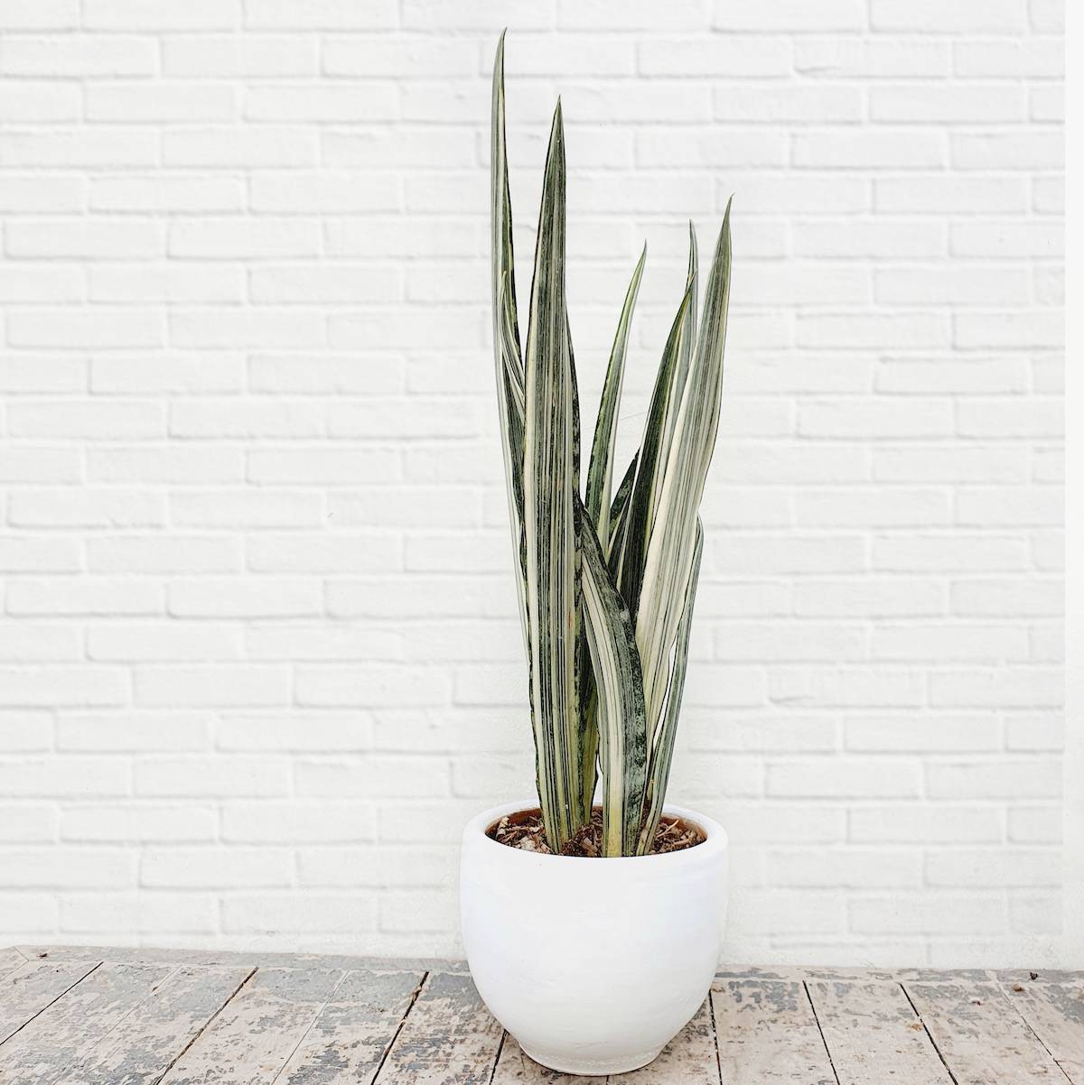 Sansevieria Sayuri