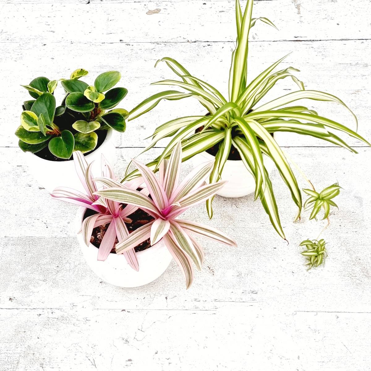 Set planta pet friendly