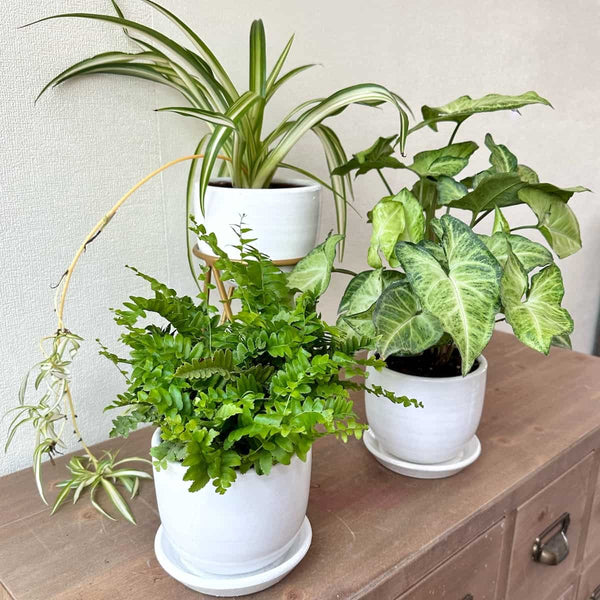 Set Plantas para tu habitación