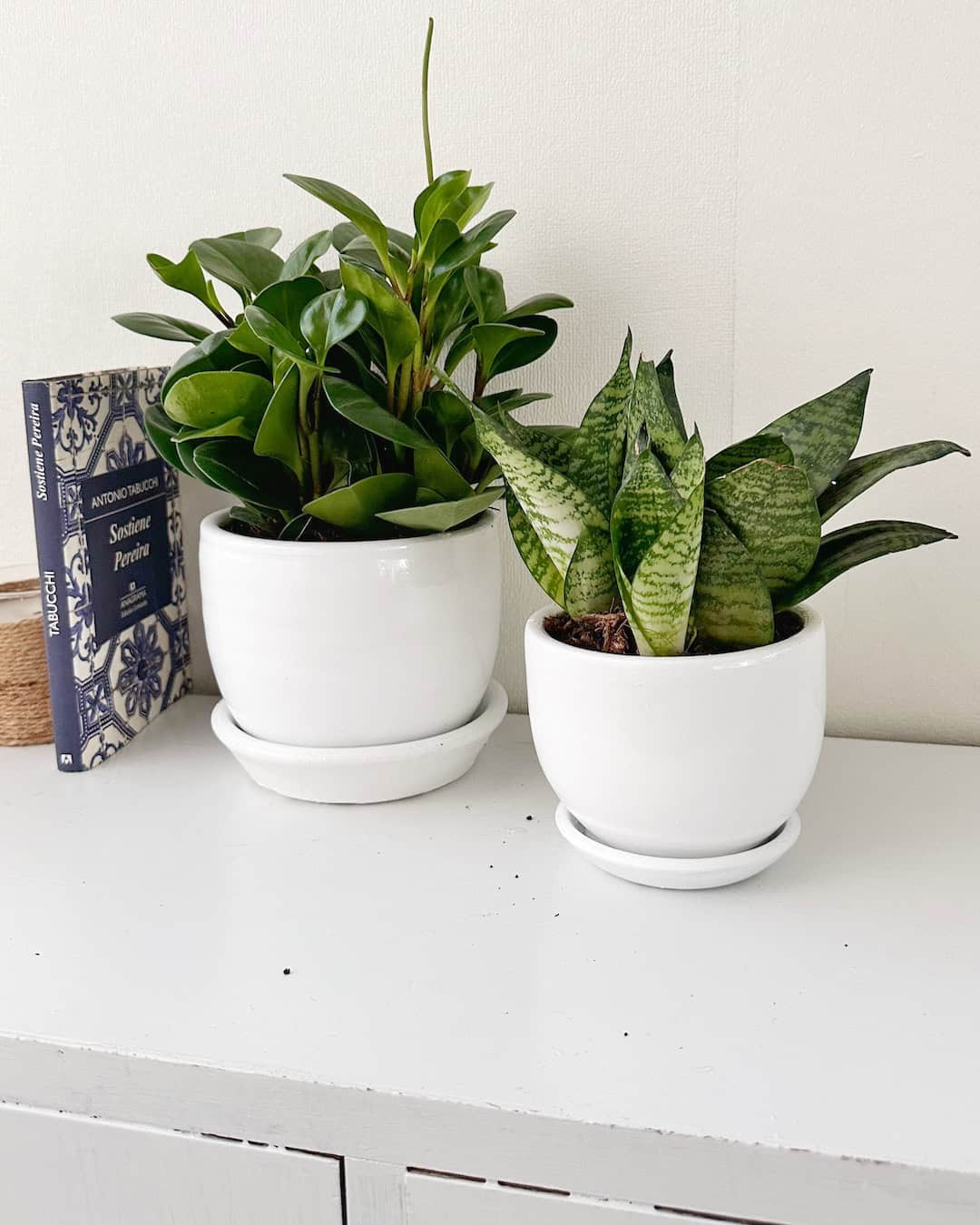 Set Plantas para la Oficina