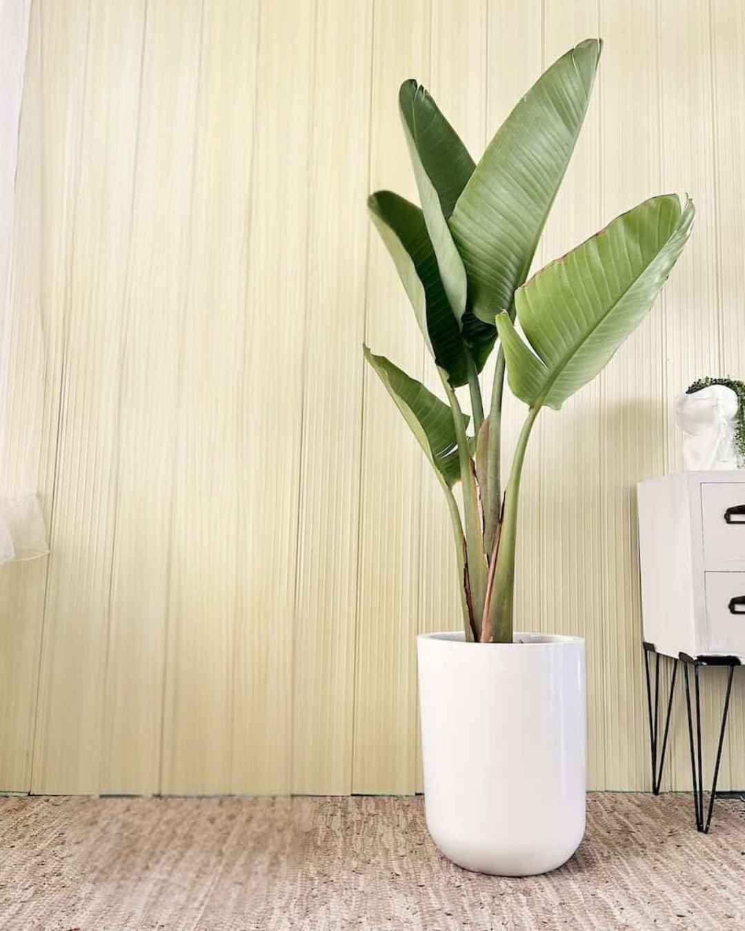 Strelitzia – Ave del Paraíso en maceta fibra de vidrio