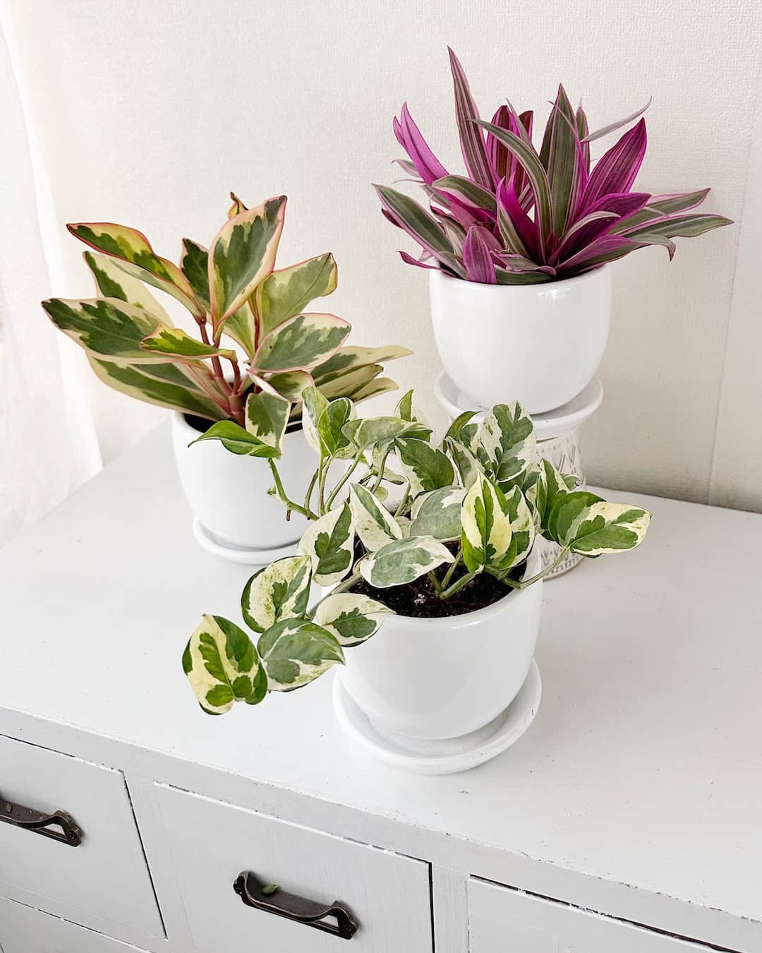 Set Plantas Viva la vida