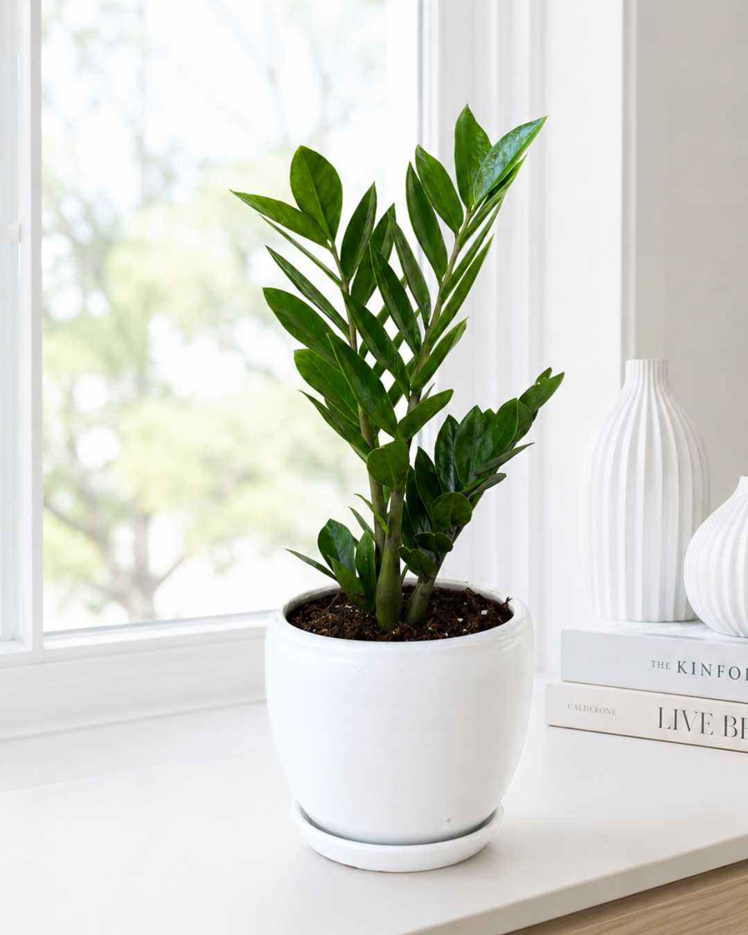 Zamioculca zz plant