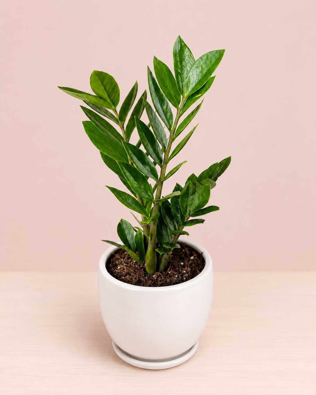 Zamioculca zz plant