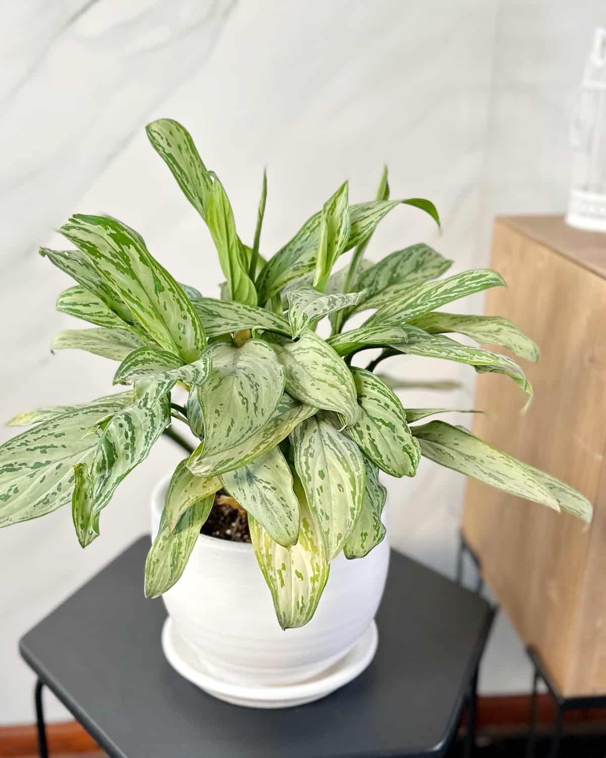aglaonema silver cuidados Aglaonema Silver – Mi Jardín