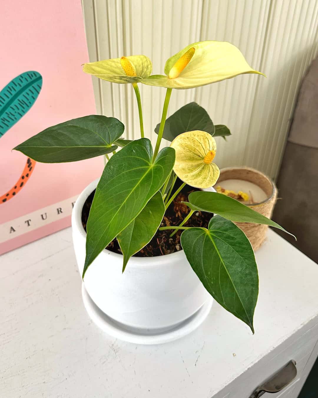anthurium amarillo Anturio Amarillo Mini