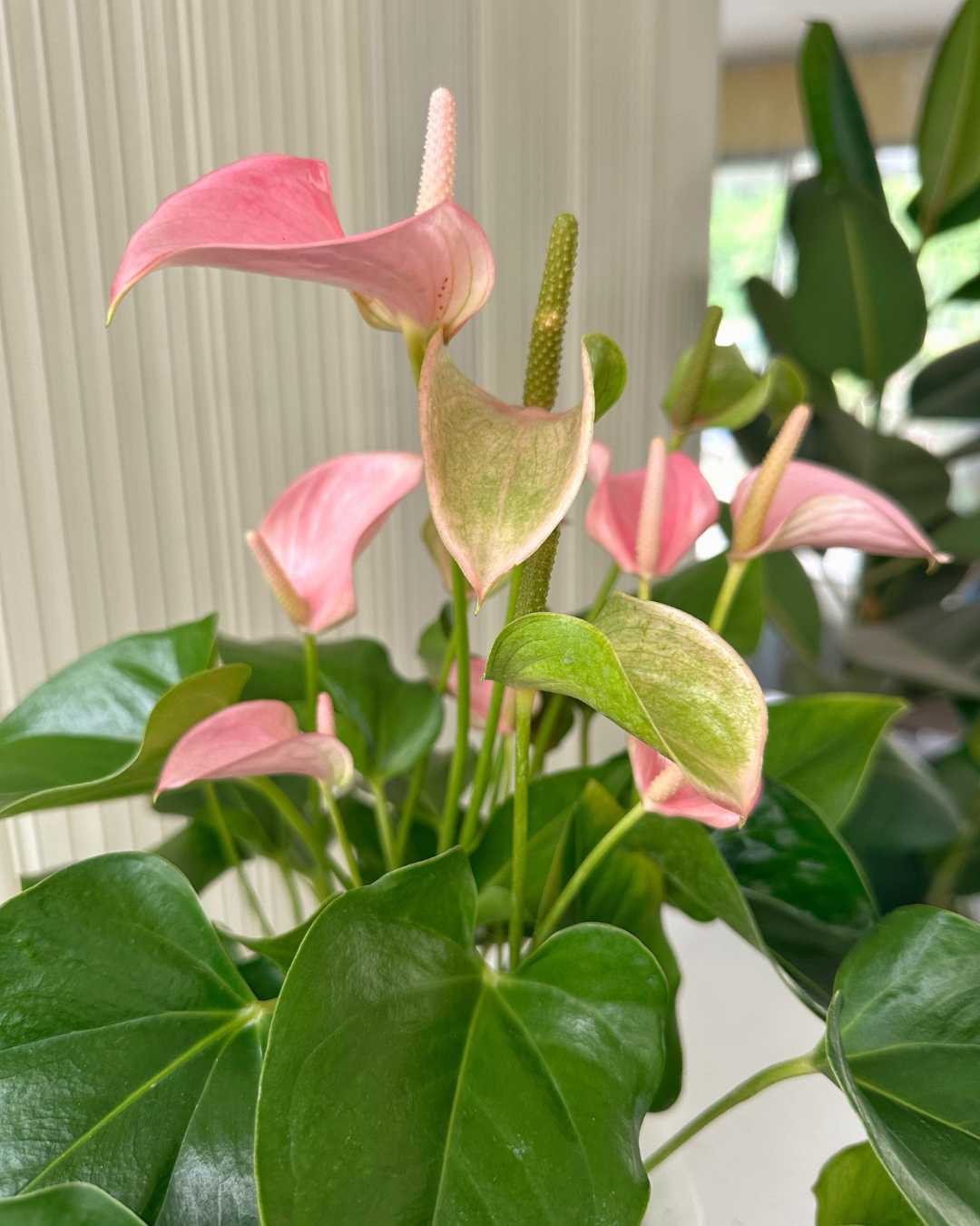 Anturio Rosa Super Grande en maceta de fibra de vidrio