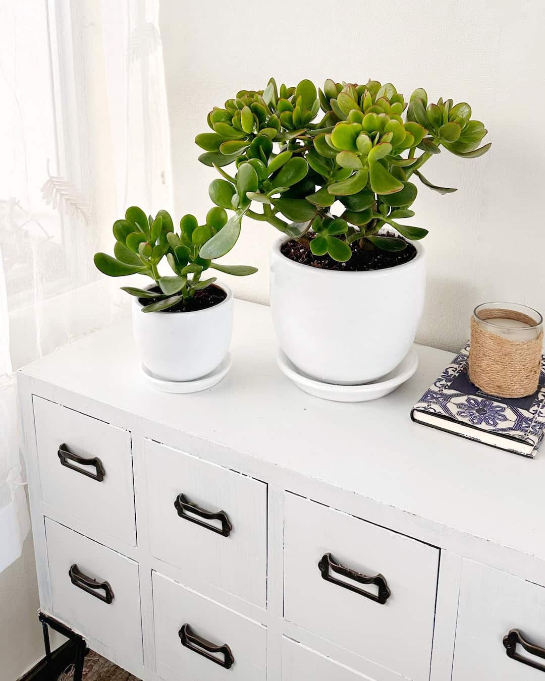 Árbol de Jade - árbol abundancia