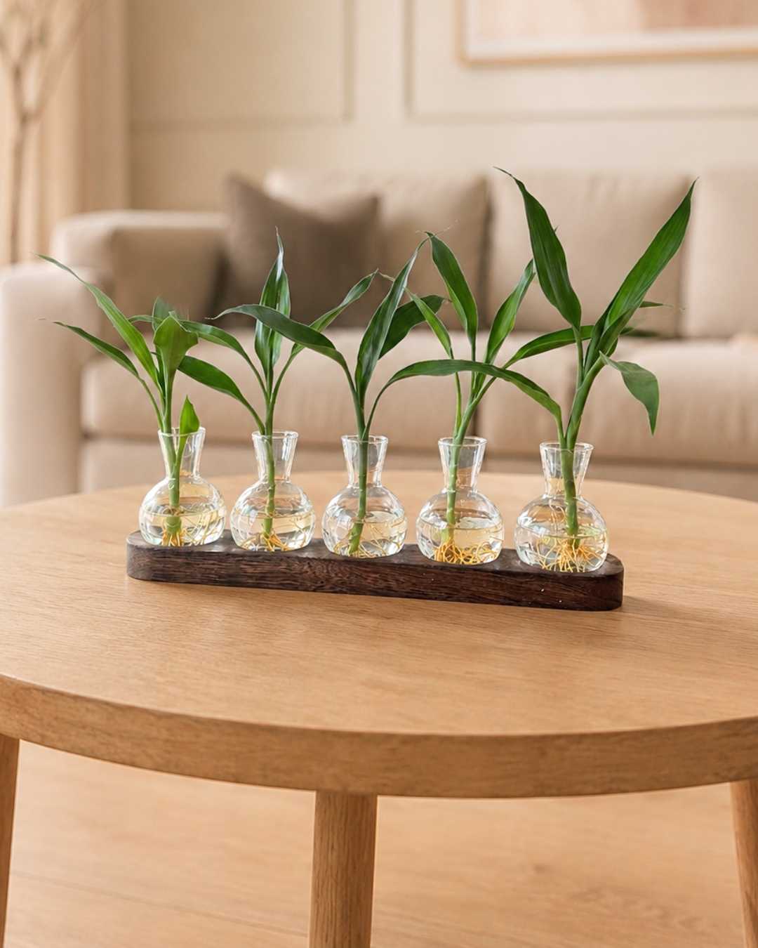 Bandeja Feng Shui con 5 Lucky Bambú | Planta en Agua para Interior