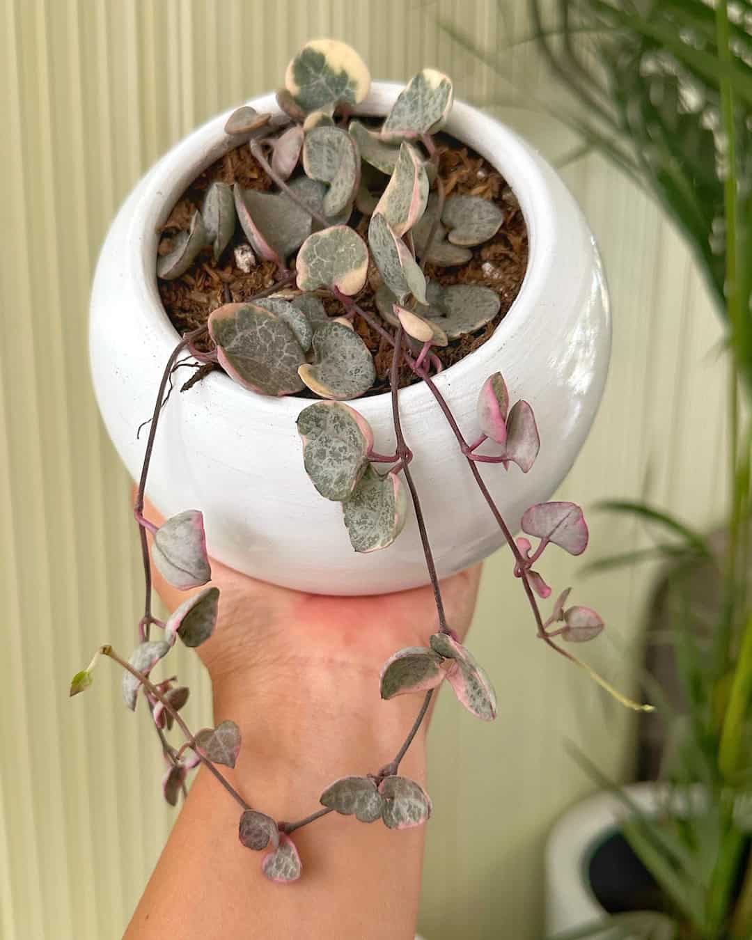 Ceropegia Woodii Variegata