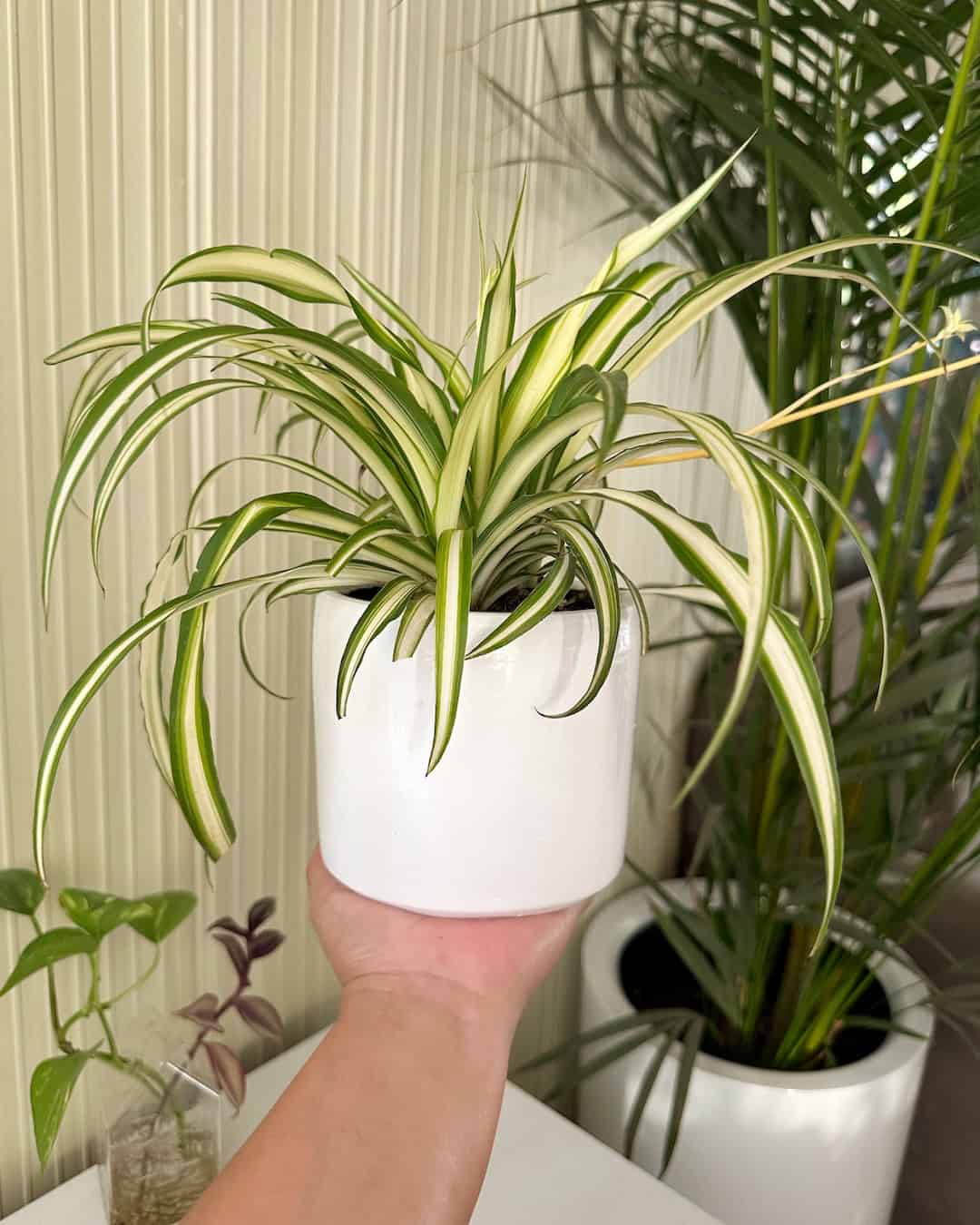 Cinta - Lazo de amor