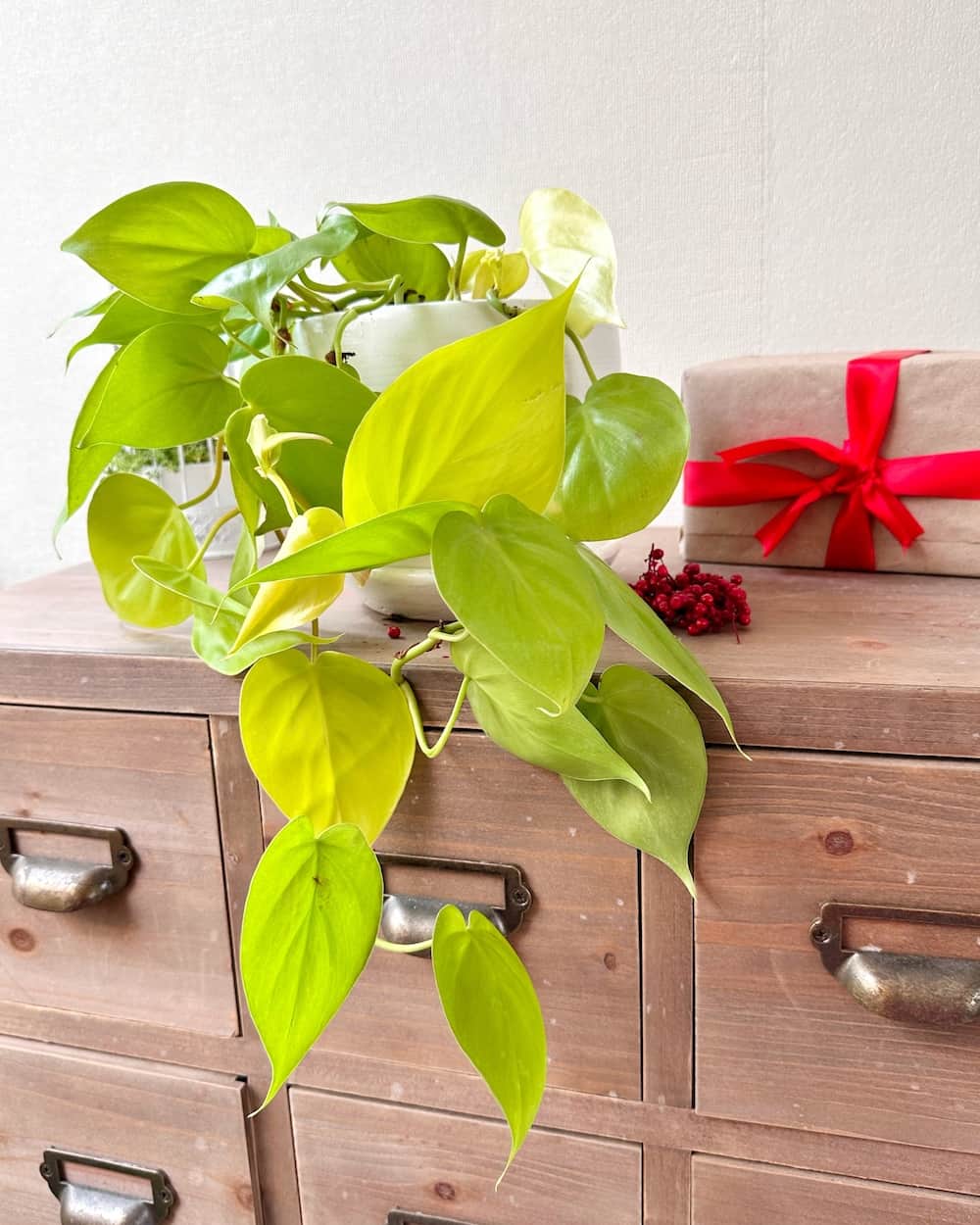 philodendron neon cuidados Filodendro Neon