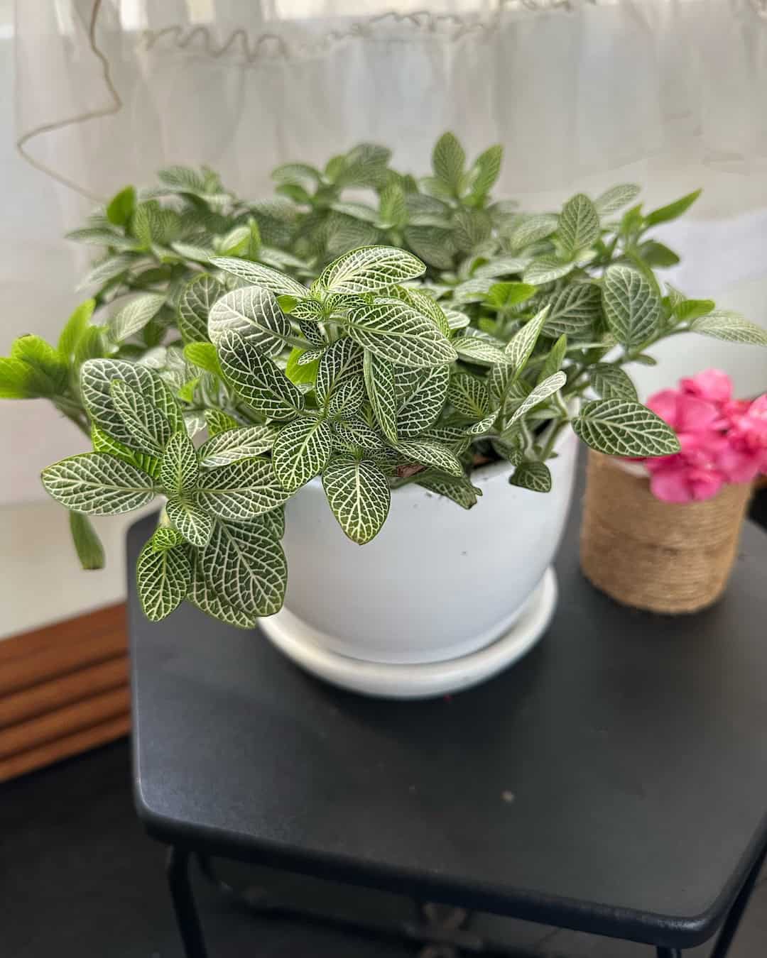Fitonia Blanca