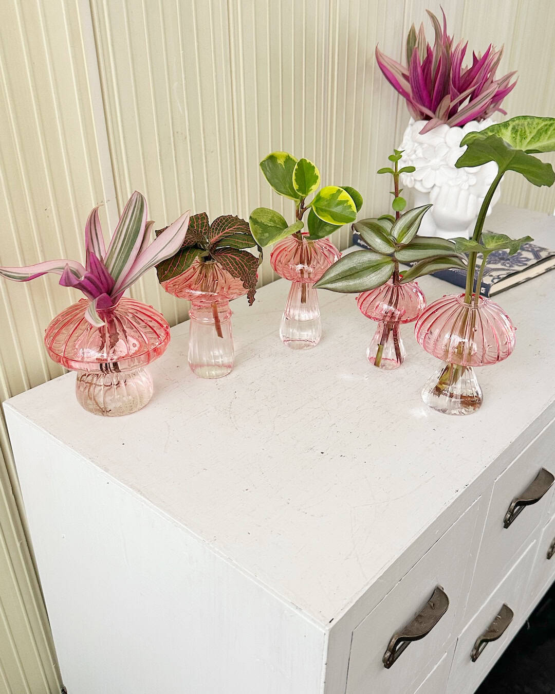 Florero hongo rosa - plantas en agua - Hidroterrario