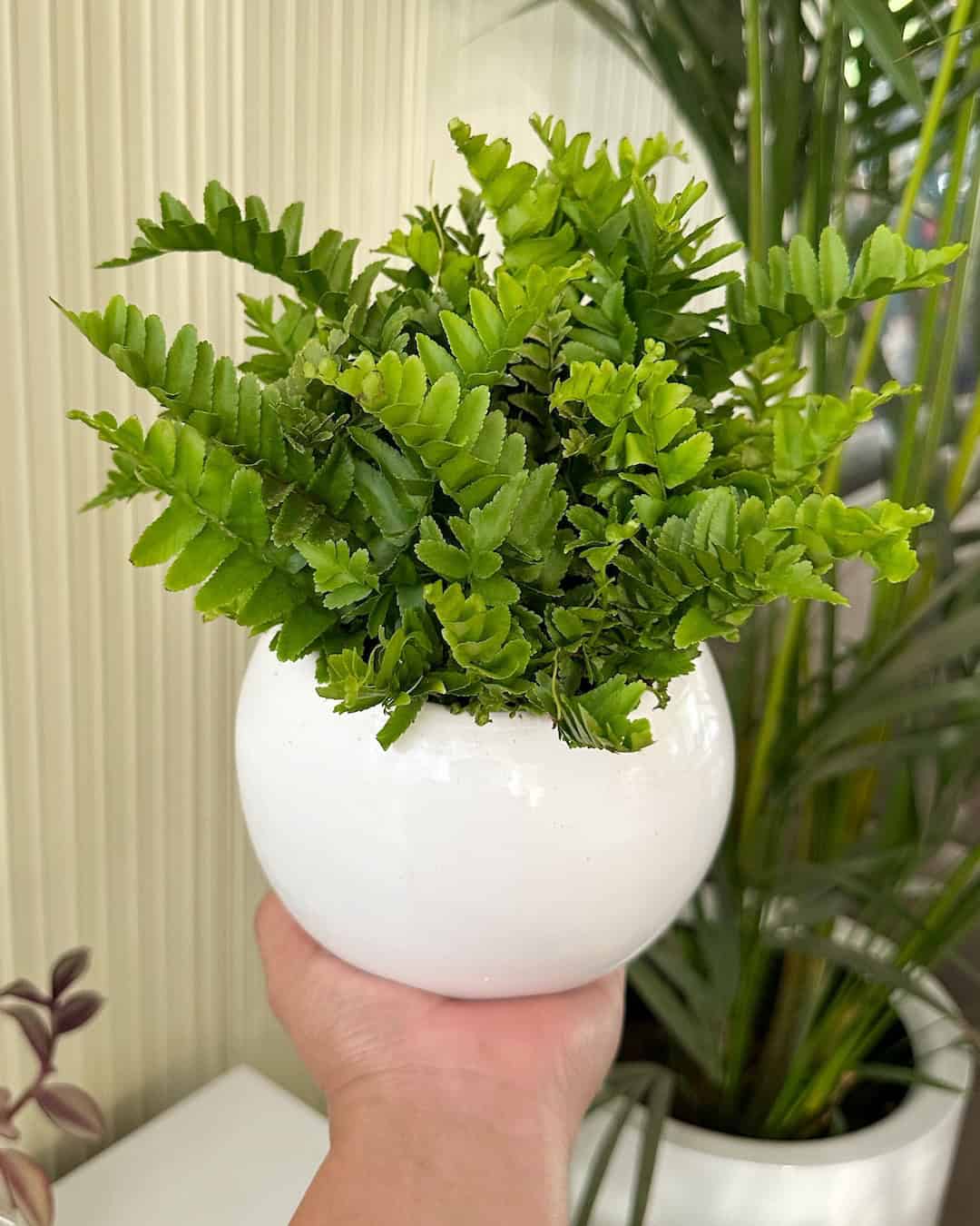 Set Plantas para tu habitación