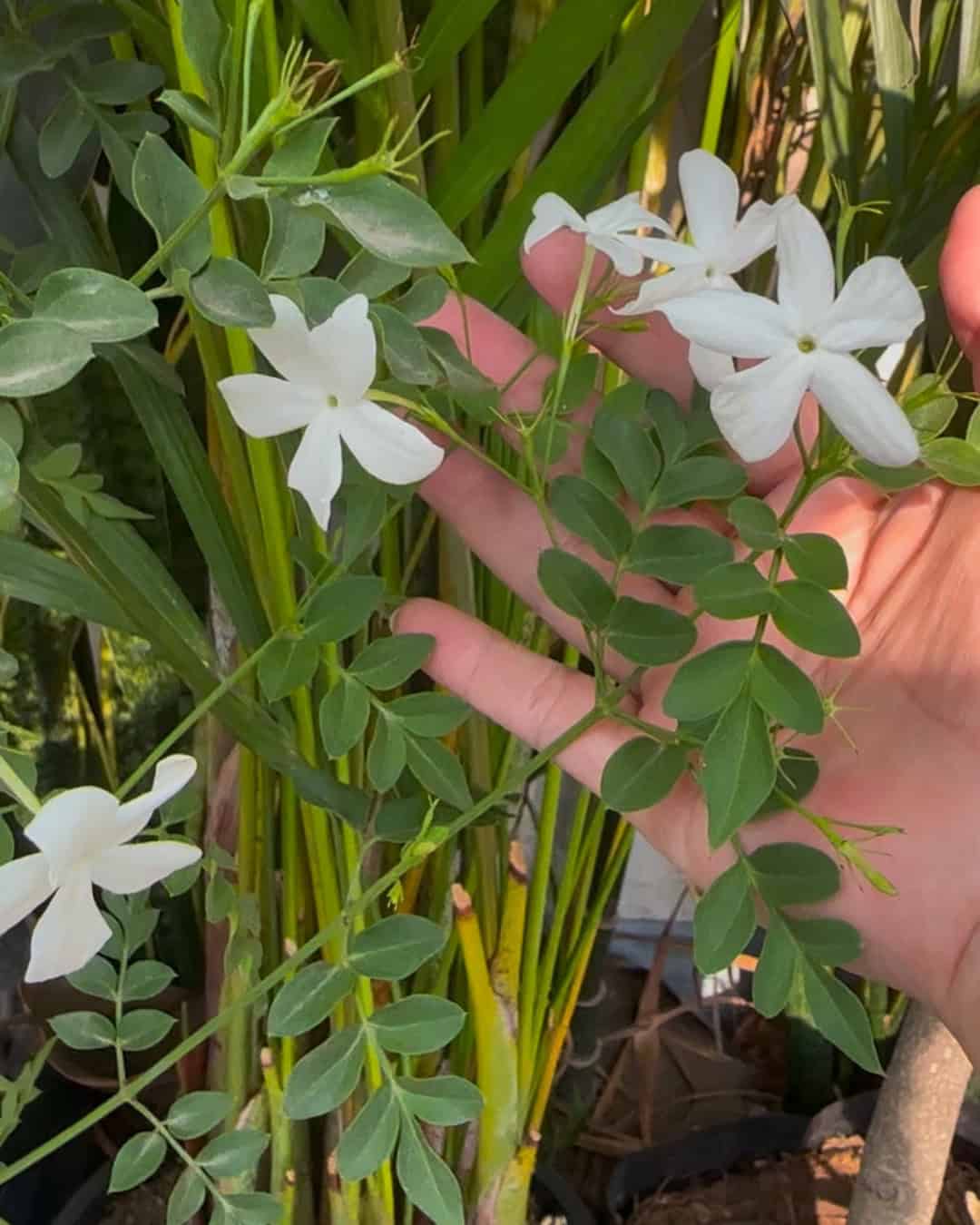 Jazmin Estrella planta aromatica